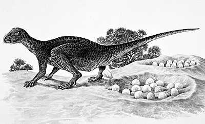 An artist's impression of Orodromeus