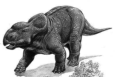 An artist's impression of Pachyrhinosaurus