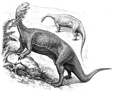 An artist's impression of Plateosaurus