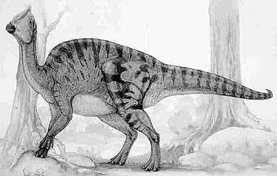 Saurolophus