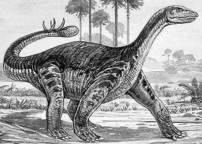 An artist's impression of Shunosaurus