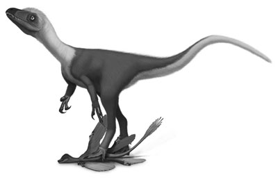 An artist's impression of Sinocalliopteryx