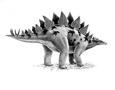 An artist's impression of Stegosaurus