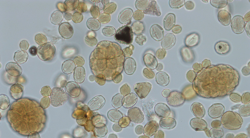 NaturePlus: Curator of Micropalaeontology's blog : Tags : pollen