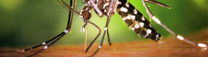 Yellow fever mosquito.