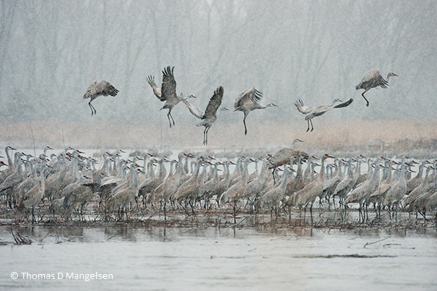 Sand Crane Framed Art Signed by Jane Goodall for Sale