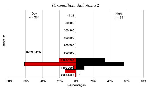 bathymetry data for Paramollicia  dichotoma