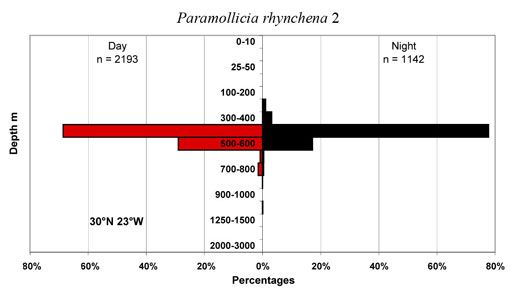 bathymetry data for Paramollicia  rhynchena
