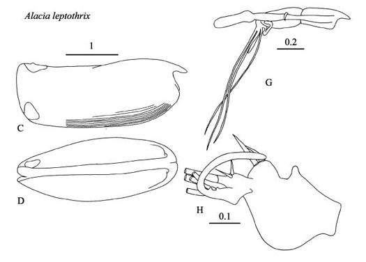 Drawings of Alacia  leptothrix