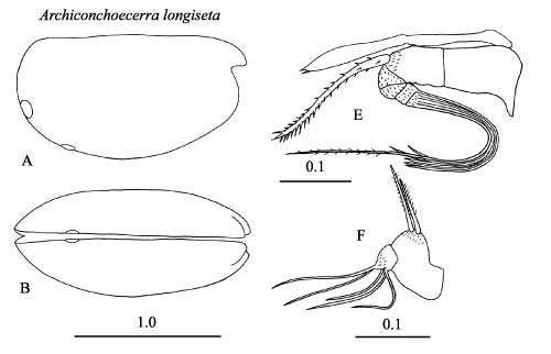Drawings of Archiconchoecerra  longiseta