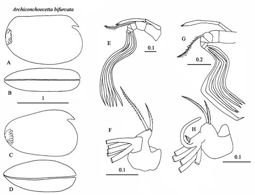 Drawings of Archiconchoecetta  bifurcata