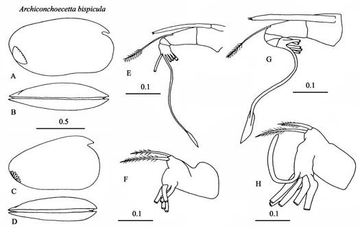 Drawings of Archiconchoecetta  bispicula