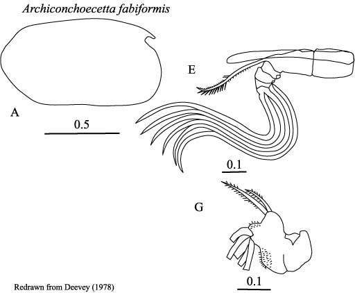 Drawings of Archiconchoecetta  fabiformis