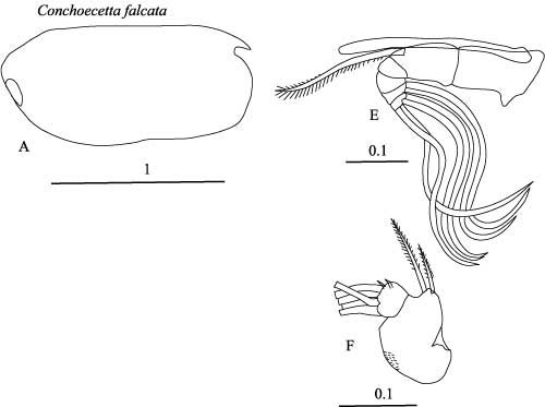 Drawings of Archiconchoecetta  falcata