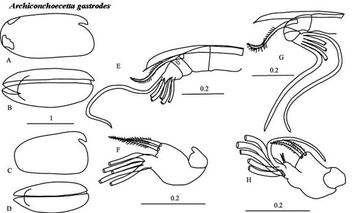 Drawings of Archiconchoecetta  gastrodes