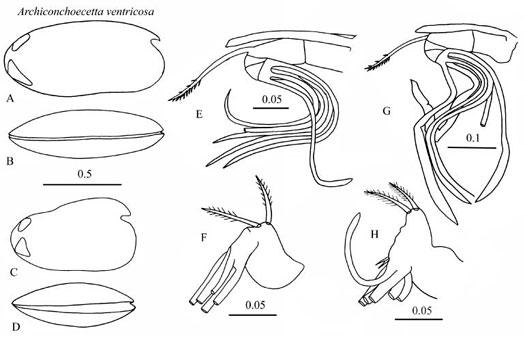 Drawings of Archiconchoecetta  ventricosa