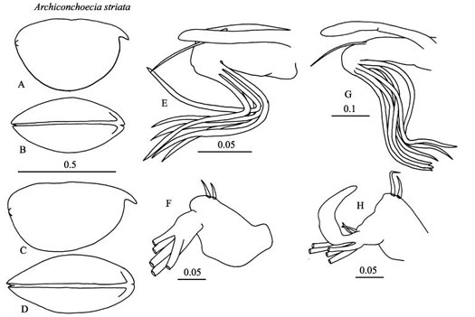 Drawings of Archiconchoecia  striata