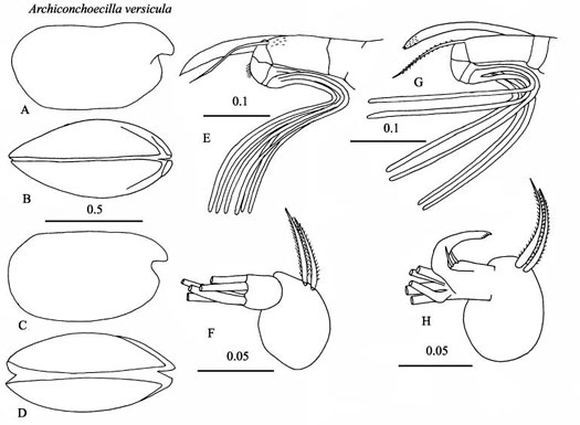 Drawings of Archiconchoecilla  versicula