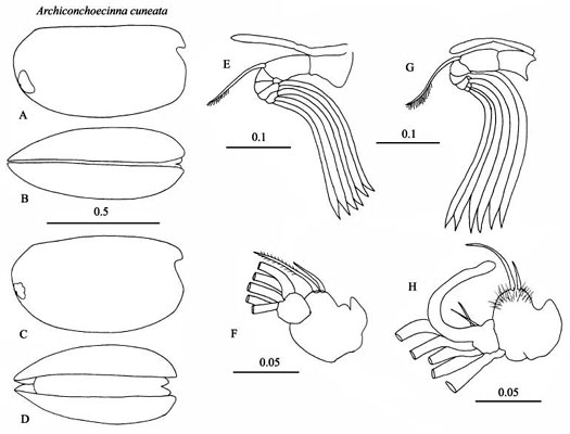 Drawings of Archiconchoecinna  cuneata