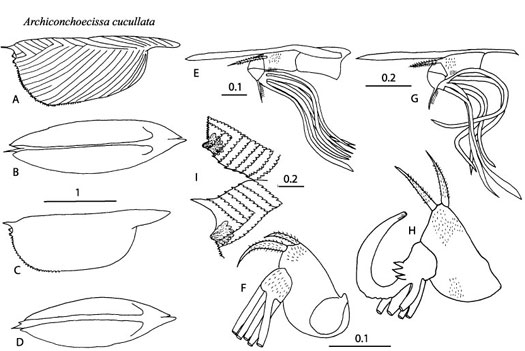 Drawings of Archiconchoecissa  cucullata