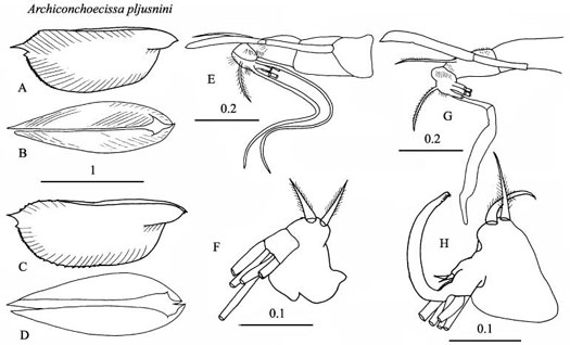Drawings of Archiconchoecissa  pljusnini
