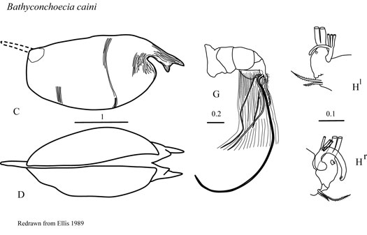 Drawings of Bathyconchoecia  caini