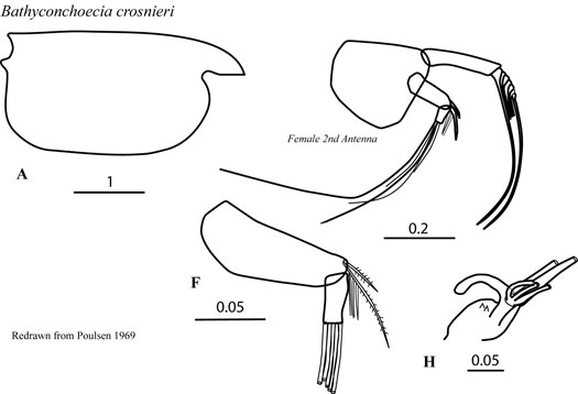 Drawings of Bathyconchoecia  crosnieri