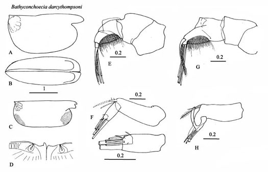 Drawings of Bathyconchoecia  darcythompsoni