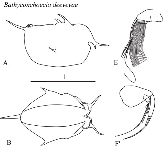 Drawings of Bathyconchoecia  deeveyae