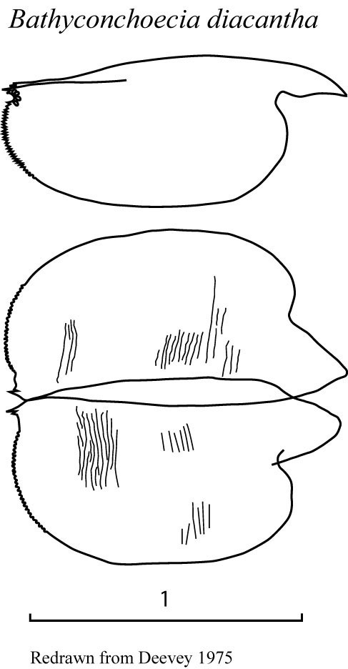 Drawings of Bathyconchoecia  diacantha