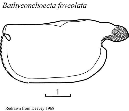 Drawings of Bathyconchoecia  foveolata