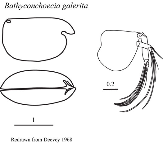 Drawings of Bathyconchoecia  galerita