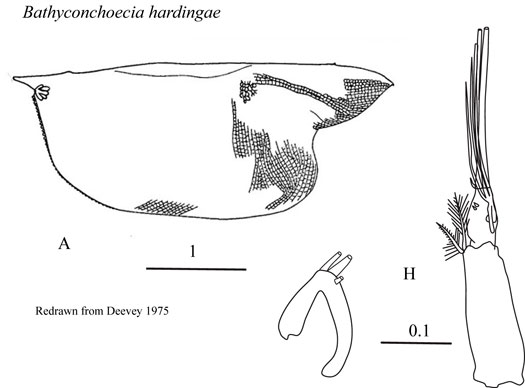 Drawings of Bathyconchoecia  hardingae