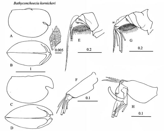 Drawings of Bathyconchoecia  kornickeri