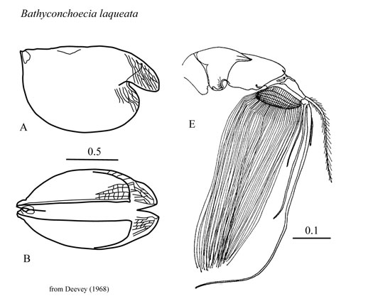 Drawings of Bathyconchoecia  laqueata
