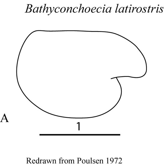 Drawings of Bathyconchoecia  latirostris