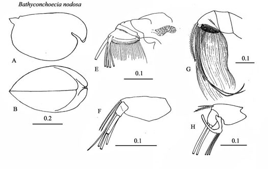 Drawings of Bathyconchoecia  nodosa
