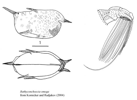 Drawings of Bathyconchoecia  omega