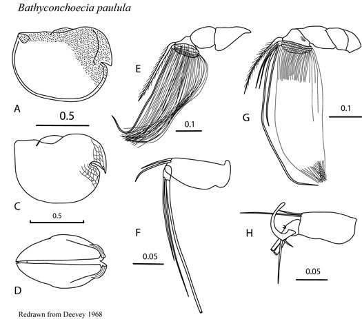 Drawings of Bathyconchoecia  paulula