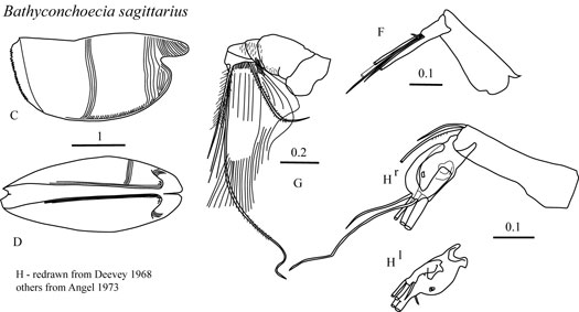 Drawings of Bathyconchoecia  sagittarius