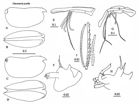 Drawings of Clausoecia  pusilla