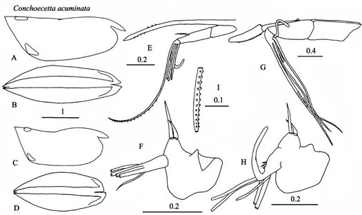 Drawings of Conchoecetta  acuminata