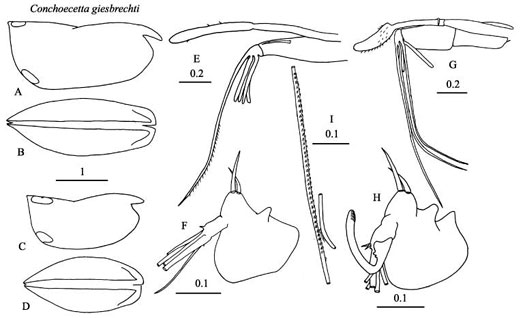 Drawings of Conchoecetta  giesbrechti