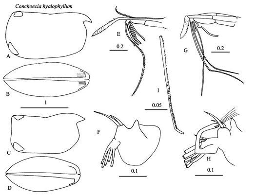 Drawings of Conchoecia  hyalophyllum
