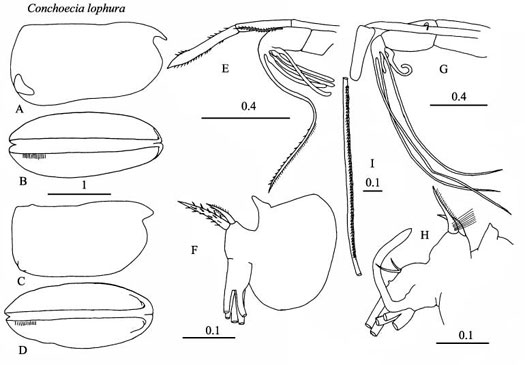 Drawings of Conchoecia  lophura