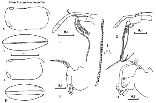 Drawings of Conchoecia  macrocheira