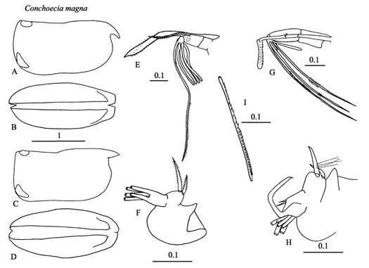 Drawings of Conchoecia  magna