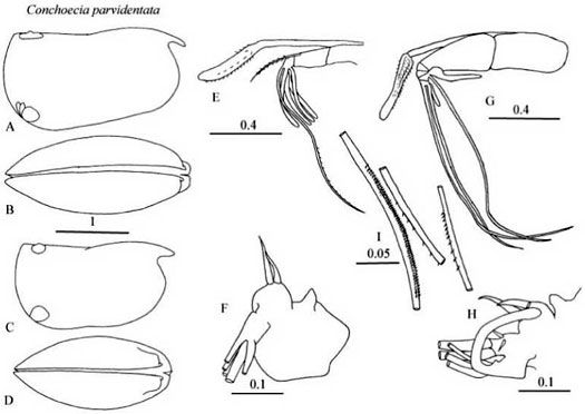 Drawings of Conchoecia  parvidentata