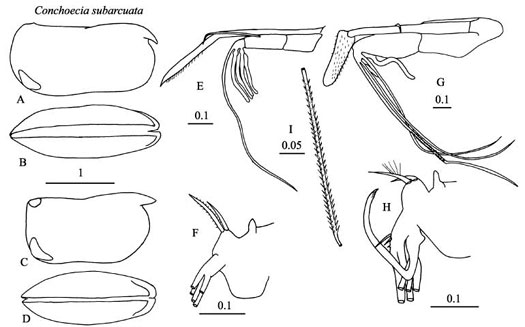 Drawings of Conchoecia  subarcuata