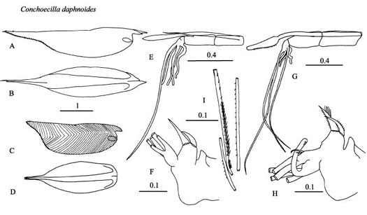Drawings of Conchoecilla  daphnoides